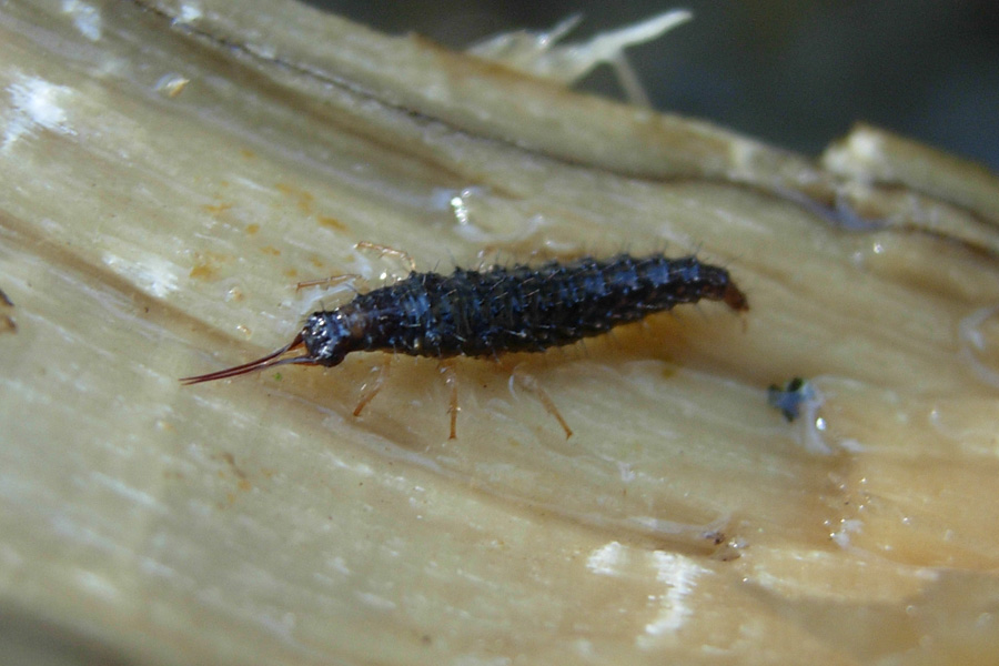 Larva di Osmylus fulvicephalus